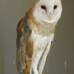 A wonky eared Barn Owl